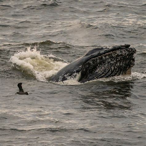 Photos: Whale watchers flock to Pacifica after surge in sightings
