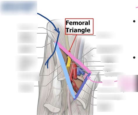 Diagram Of Ra Week Femoral Triangle Quizlet