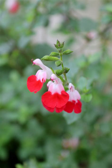 Salvia Hot Lips Utrecht Netherlands Bosch Integral Photo