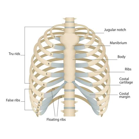 Bones of the human chest. Bones of the chest with the name and ...