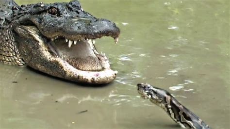 Alligator vs. Python