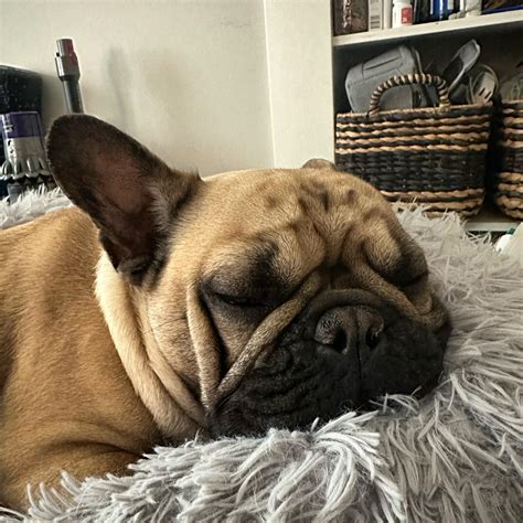 RC hydrolyzed protein food vs Purina pro plan HA? : r/Frenchbulldogs