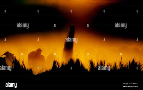 Sunset nature and shepherd. Sunset nature background. Sheeps and shepherd silhouette Stock Photo ...