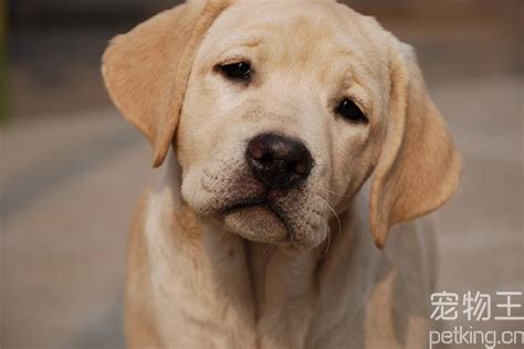 纯种拉布拉多犬如何挑选？送你七个小技巧！ 宠物王