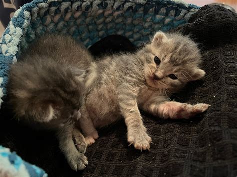 expect  kitten  cat life stages petspectives