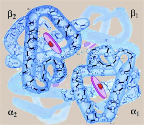 Biochem Globular Proteins Flashcards | Quizlet