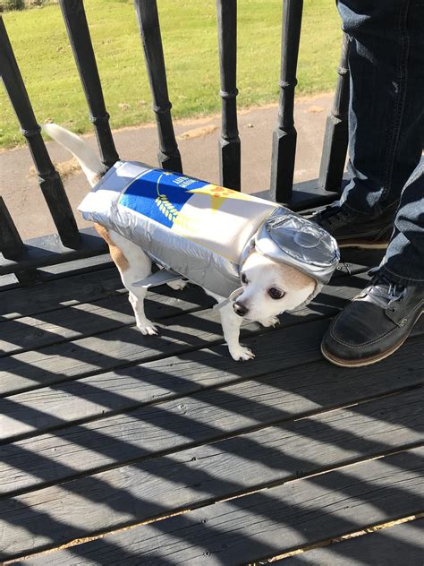 My chihuahuas beer can costume : r/aww