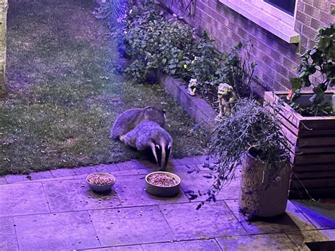 Two visitors tonight, good to see : r/CasualUK