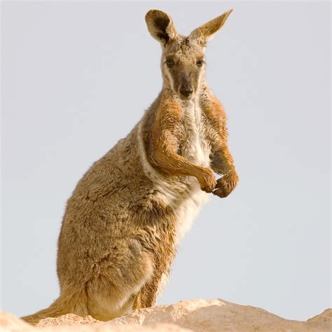 Wallaby Jumping