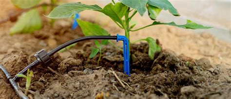 Капельное орошение: 100% эффективности полива | ЭКСПРЕСС-АГРО