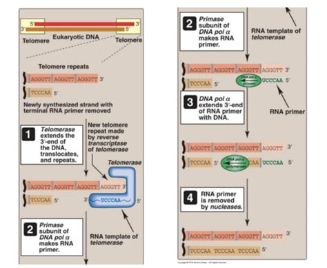 Lecture Dna Replication Part Ii And Dna Repair Flashcards Quizlet