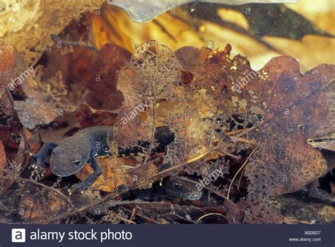 Newt Eggs High Resolution Stock Photography And Images Alamy