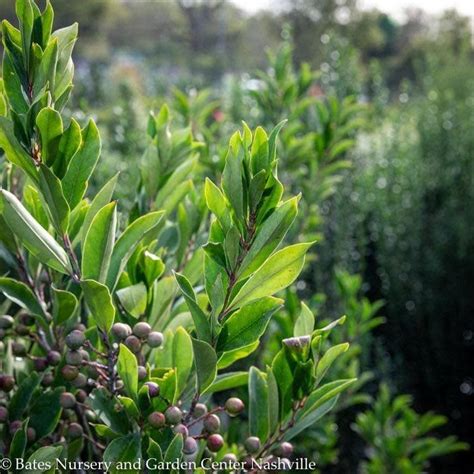 Prunus Car Bright N Tight Upright Carolina Laurel Native R