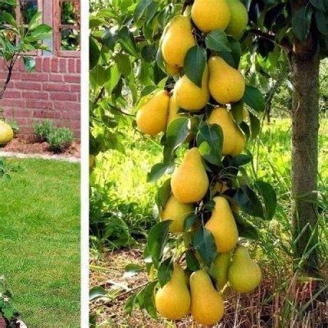 Купить саженцы Груша колоновидная Богатырь в Москве по цене 656 р. с ...