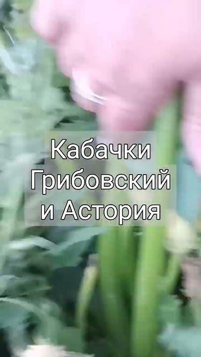 Кабачки Грибовский и Астория - YouTube