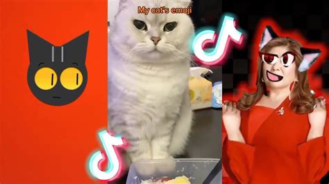 ⭐️ Best Emoji Cat Tiktoks 😸 Funny Tiktok Compilation 🐱82 Youtube