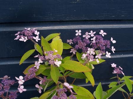 Arborealis Hydrangea Villosa Velvet And Lace Hortensia Bomen En