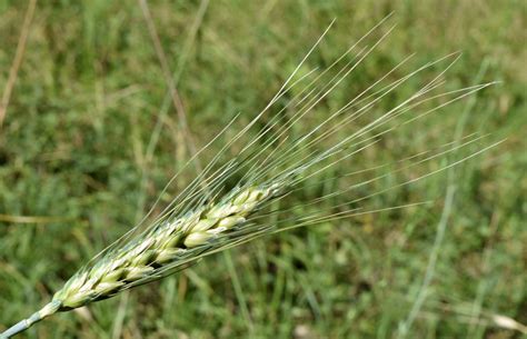 Triticum aestivum - Изображение особи - Плантариум