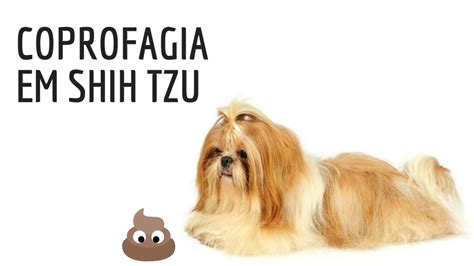 Seu Shih Tzu Come Coc Saiba Como Resolver