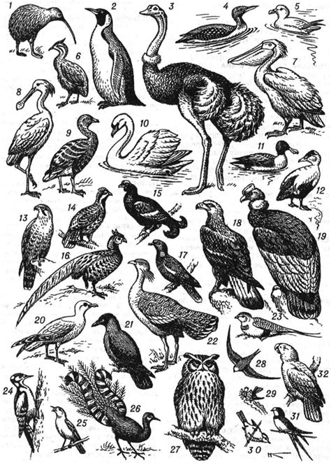 ПТИЦЫ | это... Что такое ПТИЦЫ?