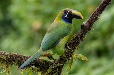 Blaukehltukanet Tukan Vogel Kostenloses Foto Auf Pixabay