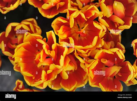 Red And Yellow Peony Flowered Double Early Tulips Tulipa Shell Bloom