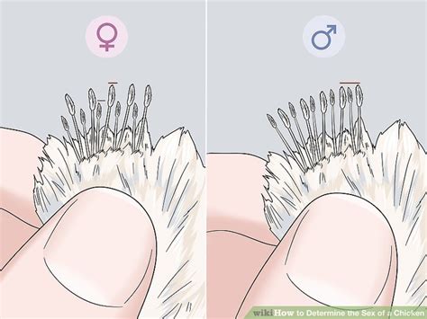 4 Ways To Determine The Sex Of A Chicken WikiHow