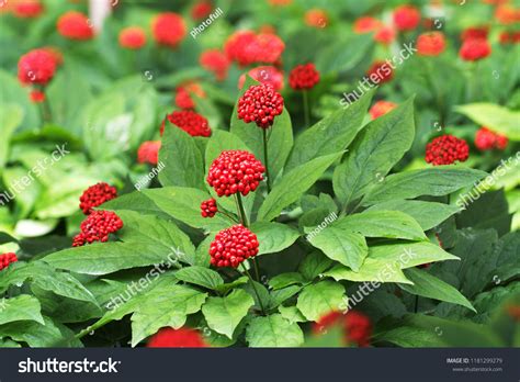 Ginseng fruit Images, Stock Photos & Vectors | Shutterstock
