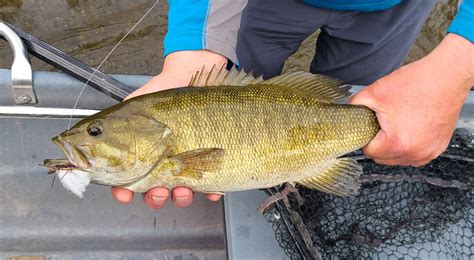 Summer Time Fly Fishing For Smallmouth Bass Is Here Streamside Au