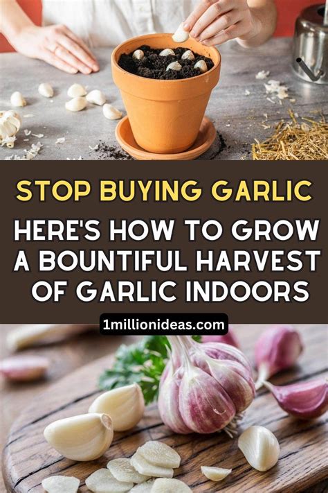 Stop Buying Garlic At Supermarkets Here S How To Grow A Bountiful