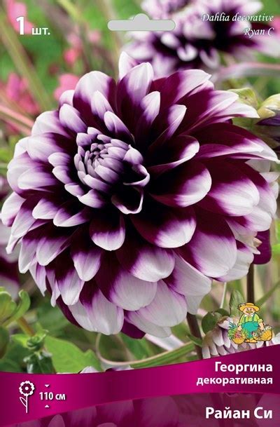 Георгины Райан Си: описание сорта, характеристики, тонкости посадки и ...