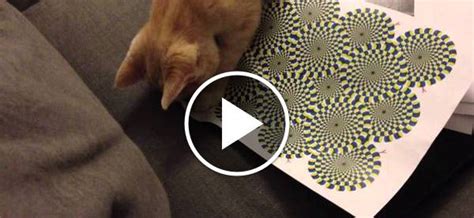 Кот и оптическая иллюзия | Пикабу