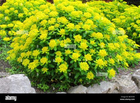 Cushion Spurge Yellow Spring Blossom Euphorbia Epithymoides Stock Photo