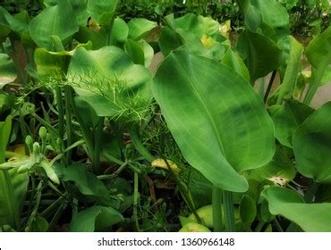 genjer paku rawan type swamp plant stock photo  shutterstock