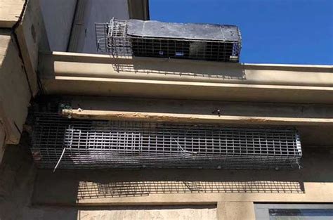 squirrel trapping pros   southern ct squirrel experts