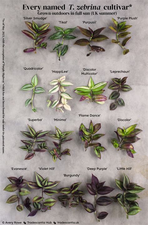 Different Types Of Tradescantia Zebrina Tradescantia Hub