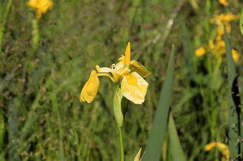 Iris Bloem Gele Gratis Foto Op Pixabay Pixabay