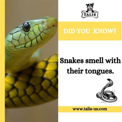 Did You Know Snakes Smell With Their Tongues Snakes Do Have Nostrils
