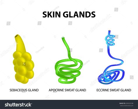 Structure Glands Skin Sebaceous Eccrine Sweat Stock Vector Royalty