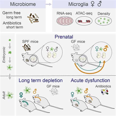 Microbiome Influences Prenatal And Adult Microglia In A Sex Specific Manner Pmc