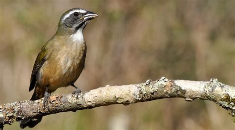 Saiba Tudo Sobre os Pássaros Silvestres Casa dos Pássaros