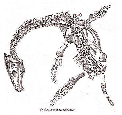Jurassic Plesiosaur Fossil Photograph By Collection Abecasisscience