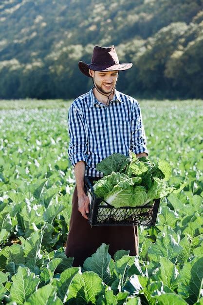 Homem agricultor no chapéu detém cesta colheita de repolho na