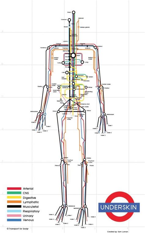 infographic human body subway map artofit