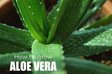 How To Take Care For Aloe Vera Plant Plantă Blog