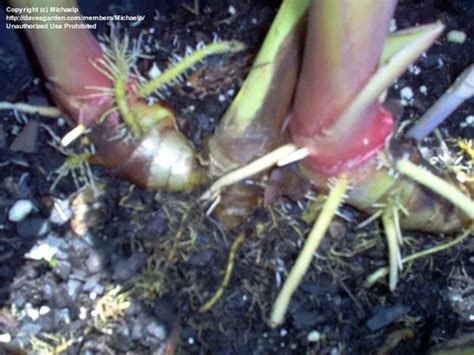 Rizoma De Hedychium Coronarium Flor Mariposa Blanca En Venta En