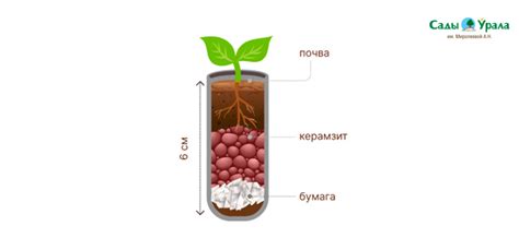 Секреты хорошей рассады петунии! – купить саженцы оптом и в розницу ...