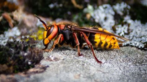 Asian Giant Murder Hornet Discovered In Us Radio Nwtn