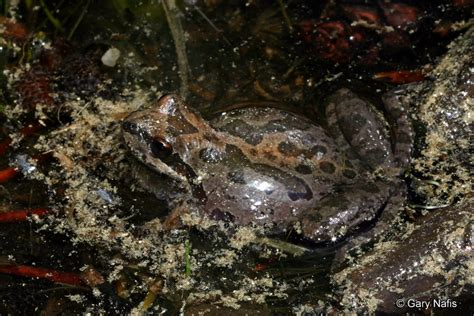 Sounds Of Sierran Treefrog Pseudacris Sierra