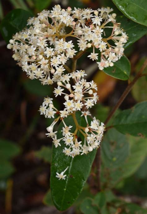 Plantfiles Pictures Pomaderris Species Pomaderris Canescens By Kell